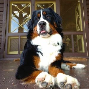 Meet your Posher, Gregory